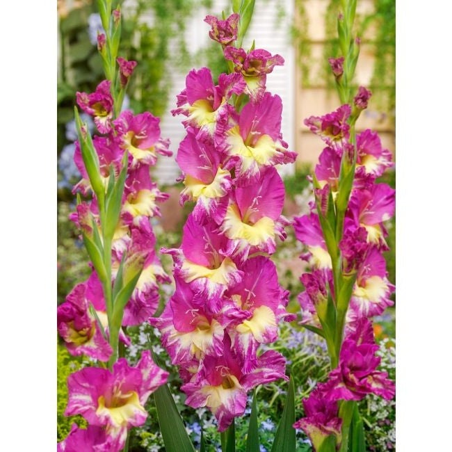Bulbi de Gladiole "Extravert", 5 Bucati