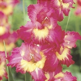 Bulbi de Gladiole "Far West", 5 Bucati