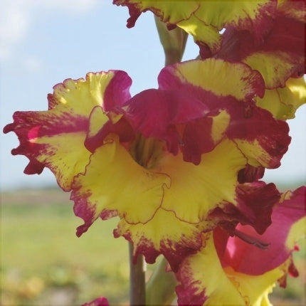 Bulbi de Gladiole "Far West", 5 Bucati