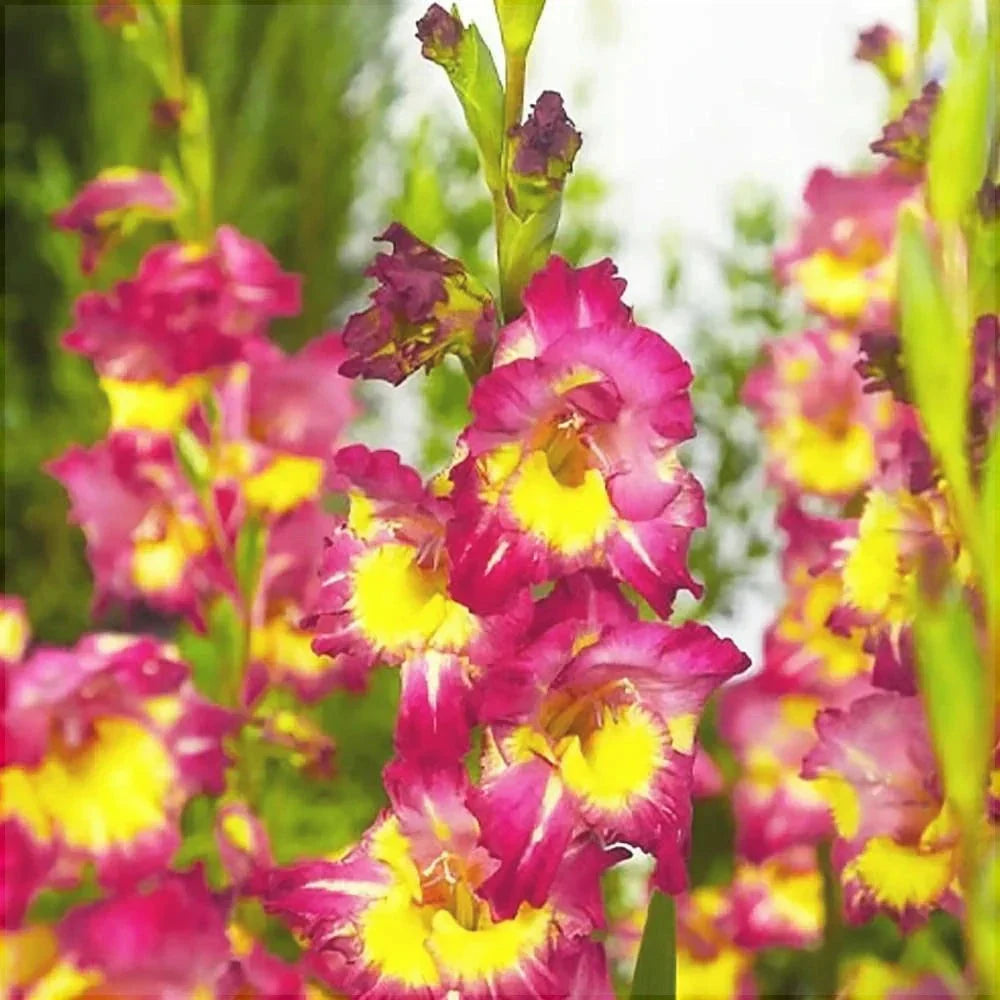 Bulbi de Gladiole "Far West", 5 Bucati
