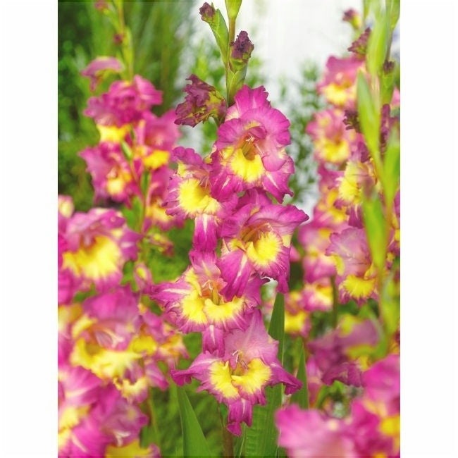 Bulbi de Gladiole "Far West", 5 Bucati