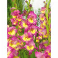 Bulbi de Gladiole "Far West", 5 Bucati