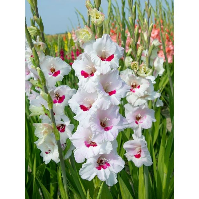 Bulbi de Gladiole "Fiorentina", 5 Bucati