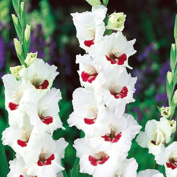 Bulbi de Gladiole "Fiorentina", 5 Bucati