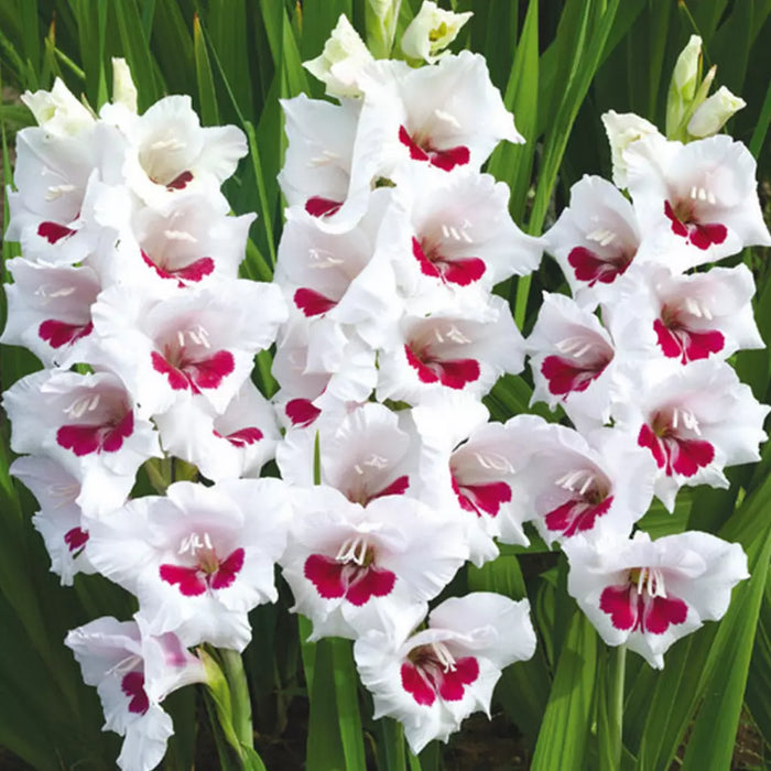 Bulbi de Gladiole "Fiorentina", 5 Bucati