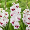 Bulbi de Gladiole "Fiorentina", 5 Bucati