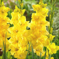 Bulbi de Gladiole "Golden Sunrise", 5 Bucati