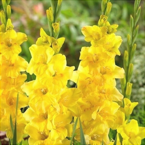 Bulbi de Gladiole "Golden Sunrise", 5 Bucati