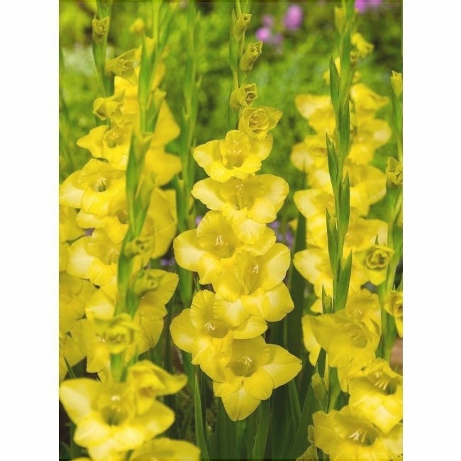 Bulbi de Gladiole "Golden Sunrise", 5 Bucati