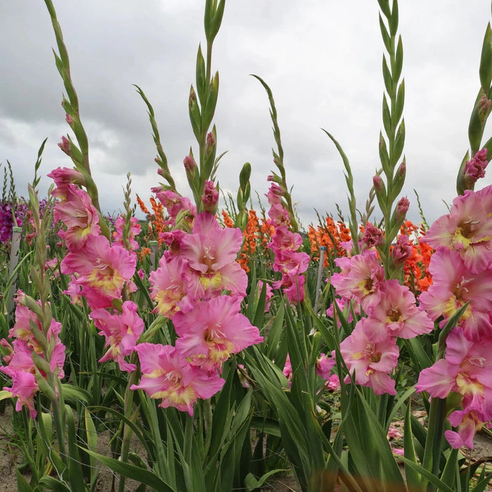 Bulbi de Gladiole "Happy Disco", 5 Bucati