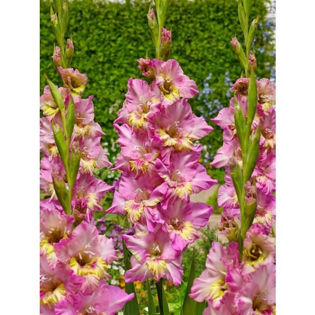 Bulbi de Gladiole "Happy Disco", 5 Bucati