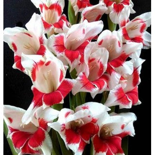 Bulbi de Gladiole "Japonica", 5 Bucati