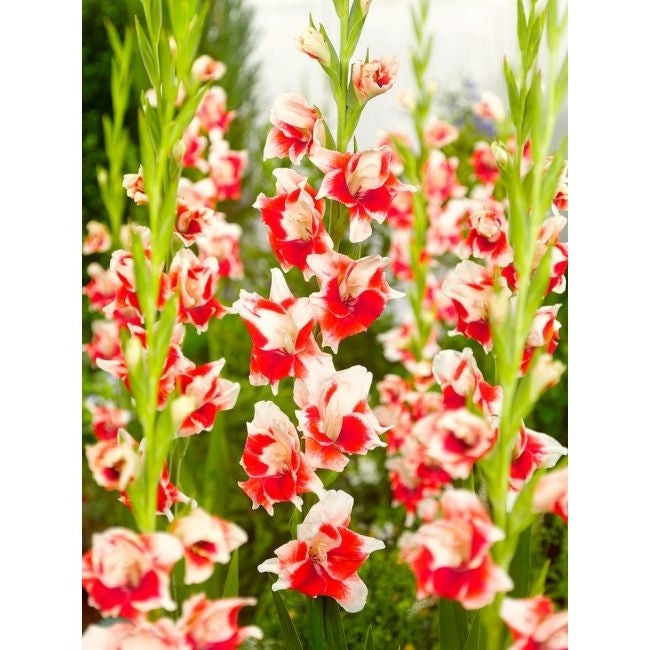 Bulbi de Gladiole "Japonica", 5 Bucati