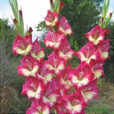Bulbi de Gladiole "Jo Jo", 5 Bucati