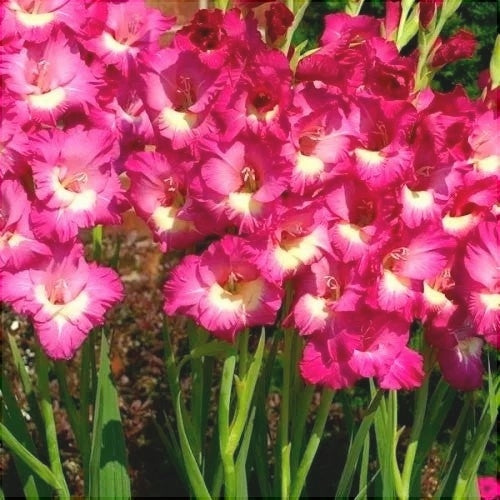 Bulbi de Gladiole "Jo Jo", 5 Bucati