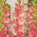 Bulbi de Gladiole "Mango Muse", 5 Bucati