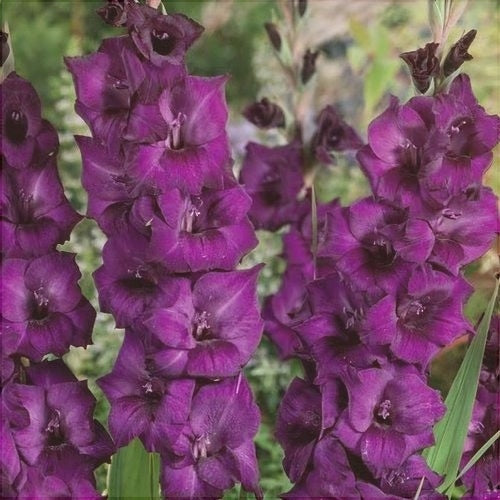 Bulbi de Gladiole "Mombasa", 5 Bucati
