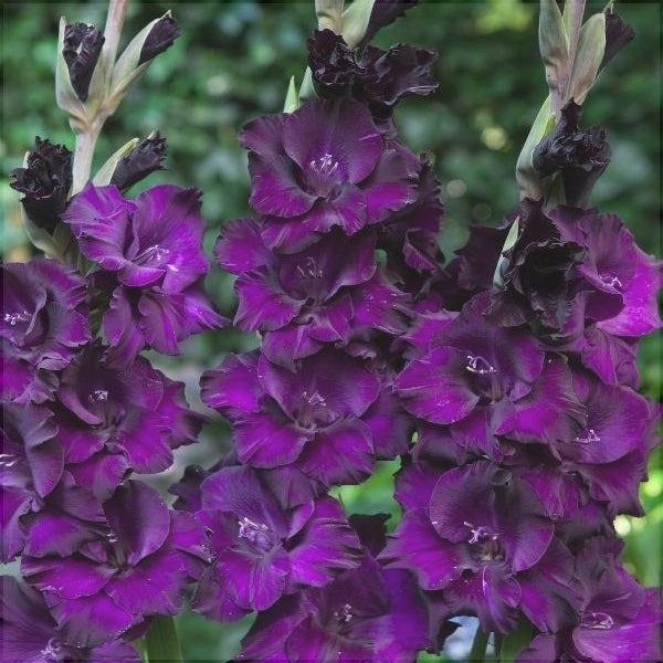 Bulbi de Gladiole "Mombasa", 5 Bucati