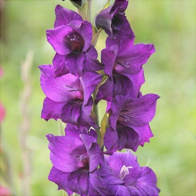 Bulbi de Gladiole "Mombasa", 5 Bucati
