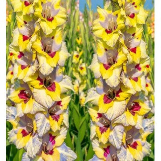 Bulbi de Gladiole "Oracle", 5 Bucati