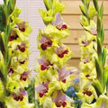 Bulbi de Gladiole "Oracle", 5 Bucati
