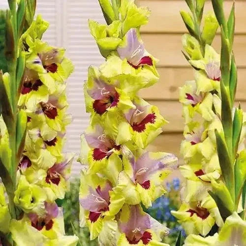 Bulbi de Gladiole "Oracle", 5 Bucati