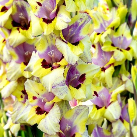 Bulbi de Gladiole "Oracle", 5 Bucati