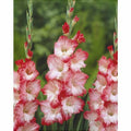 Bulbi de Gladiole "Pink Lady", 5 Bucati