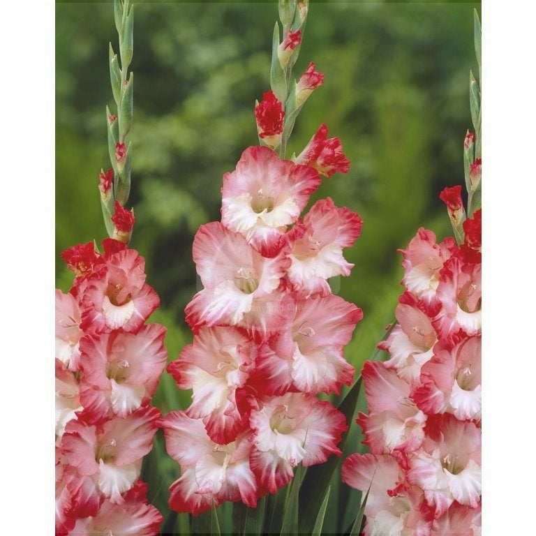 Bulbi de Gladiole "Pink Lady", 5 Bucati