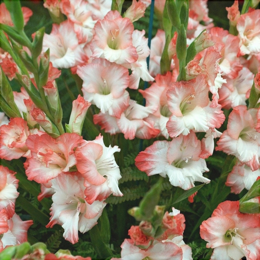 Bulbi de Gladiole "Pink Lady", 5 Bucati