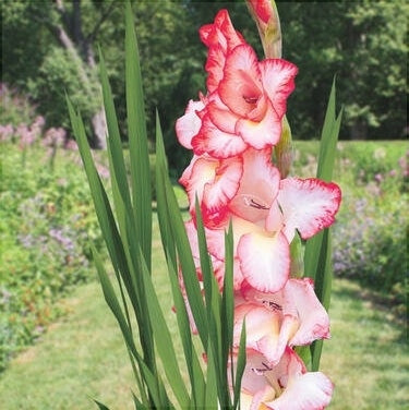 Bulbi de Gladiole "Pink Lady", 5 Bucati