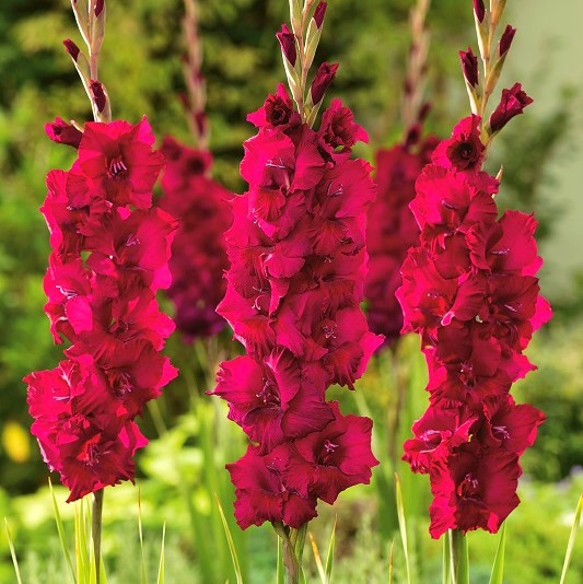 Bulbi de Gladiole "Plum Tart", 5 Bucati