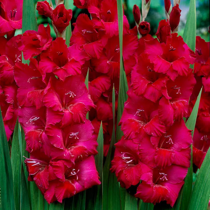 Bulbi de Gladiole "Plum Tart", 5 Bucati