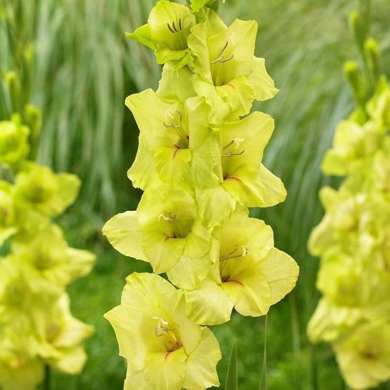 Bulbi de Gladiole "Prima Verde", 5 Bucati