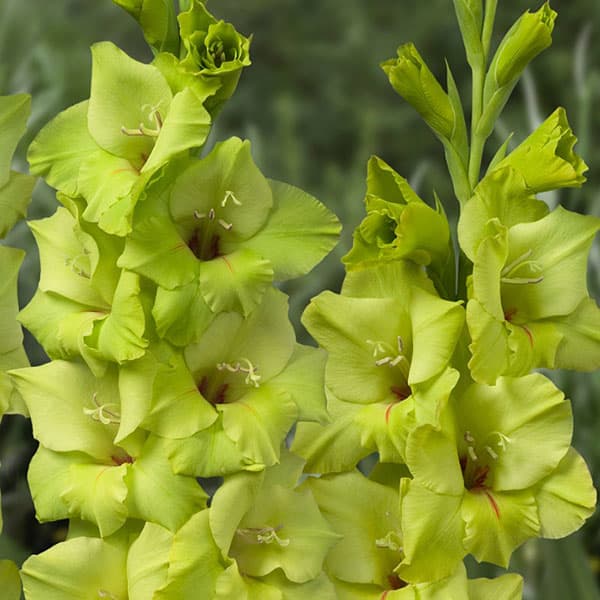 Bulbi de Gladiole "Prima Verde", 5 Bucati