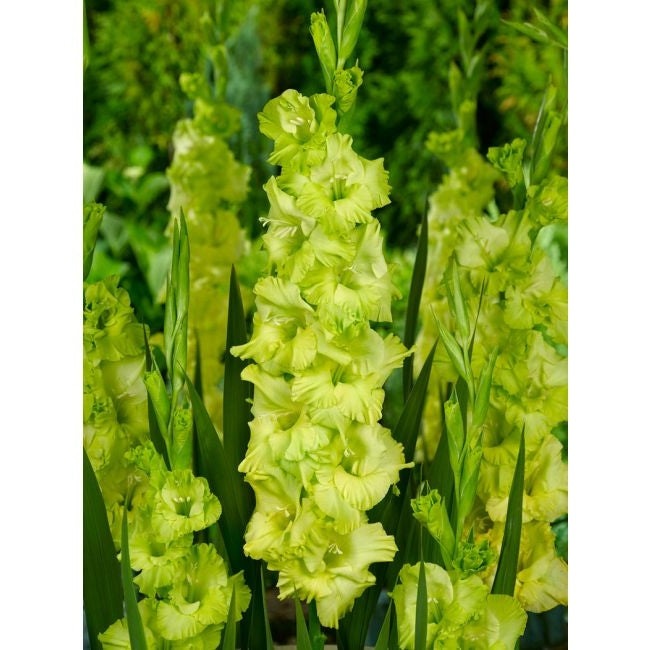 Bulbi de Gladiole "Prima Verde", 5 Bucati