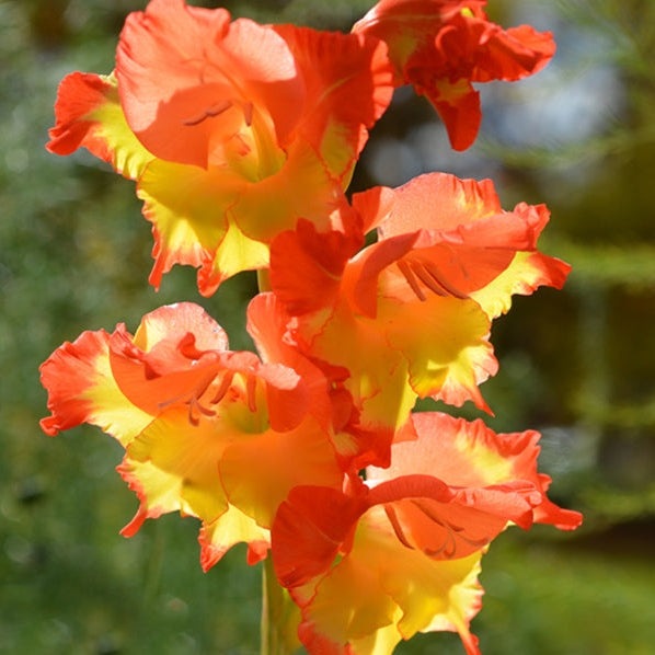 Bulbi de Gladiole "Princess Margareth Rose", 5 Bucati