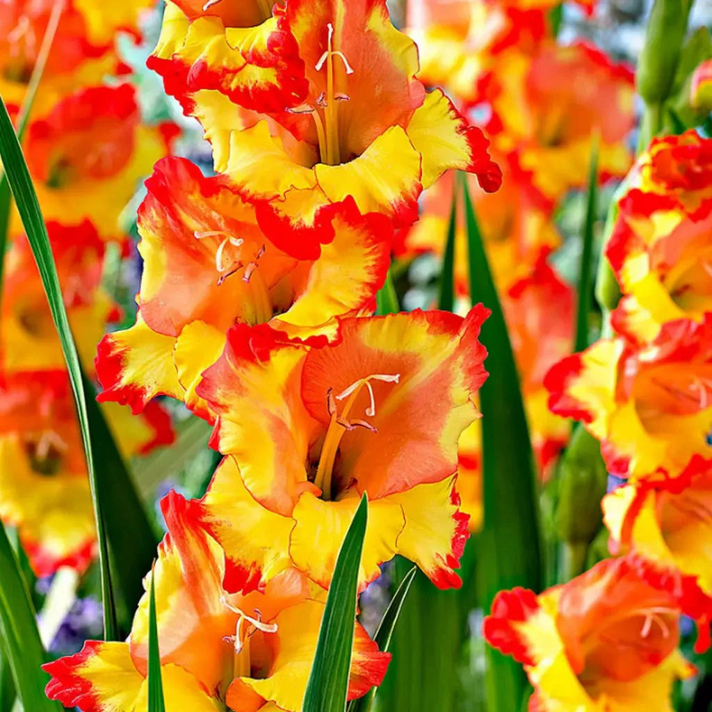 Bulbi de Gladiole "Princess Margareth Rose", 5 Bucati