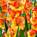 Bulbi de Gladiole "Princess Margareth Rose", 5 Bucati