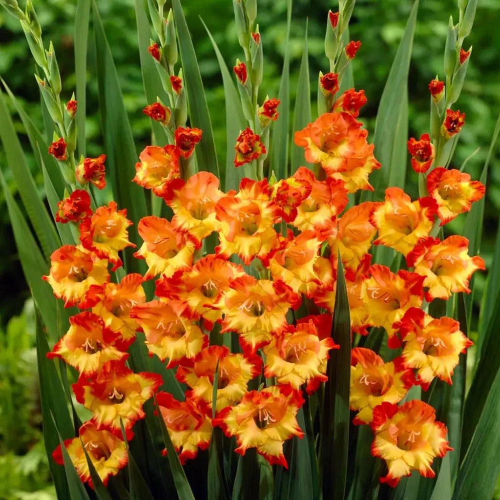 Bulbi de Gladiole "Princess Margareth Rose", 5 Bucati