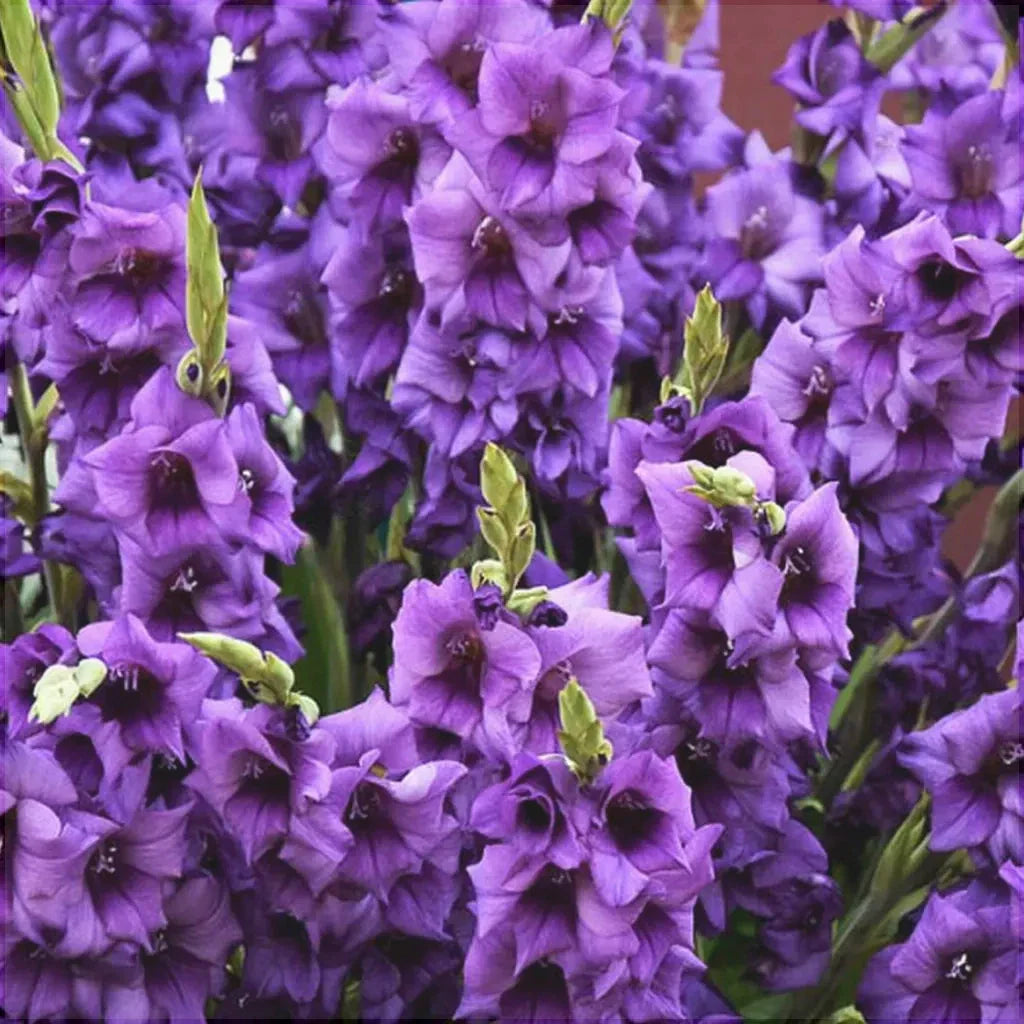 Bulbi de Gladiole "Purple Flora", 5 Bucati