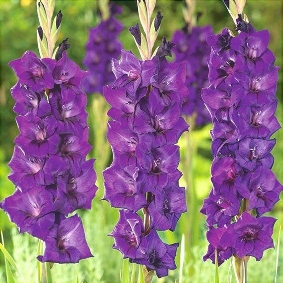 Bulbi de Gladiole "Purple Flora", 5 Bucati