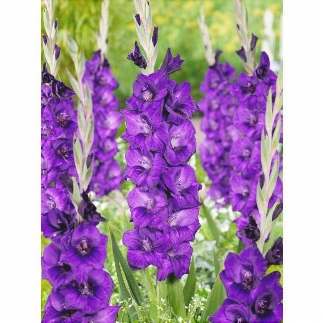Bulbi de Gladiole "Purple Flora", 5 Bucati