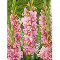Bulbi de Gladiole "Quepo", 5 Bucati