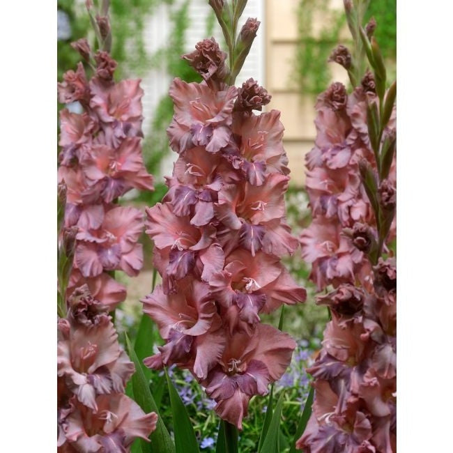 Bulbi de Gladiole "Rusty Chestnut", 5 Bucati