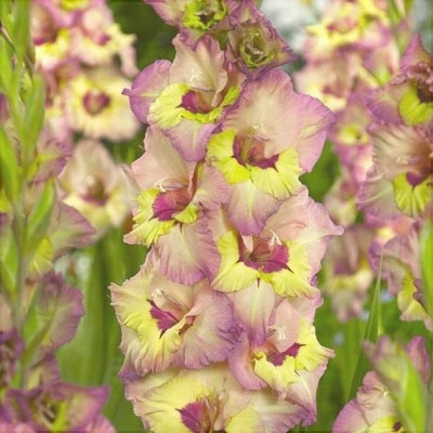Bulbi de Gladiole "Sapporo", 5 Bucati