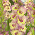 Bulbi de Gladiole "Sapporo", 5 Bucati