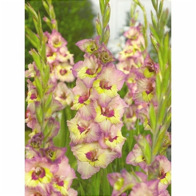 Bulbi de Gladiole "Sapporo", 5 Bucati