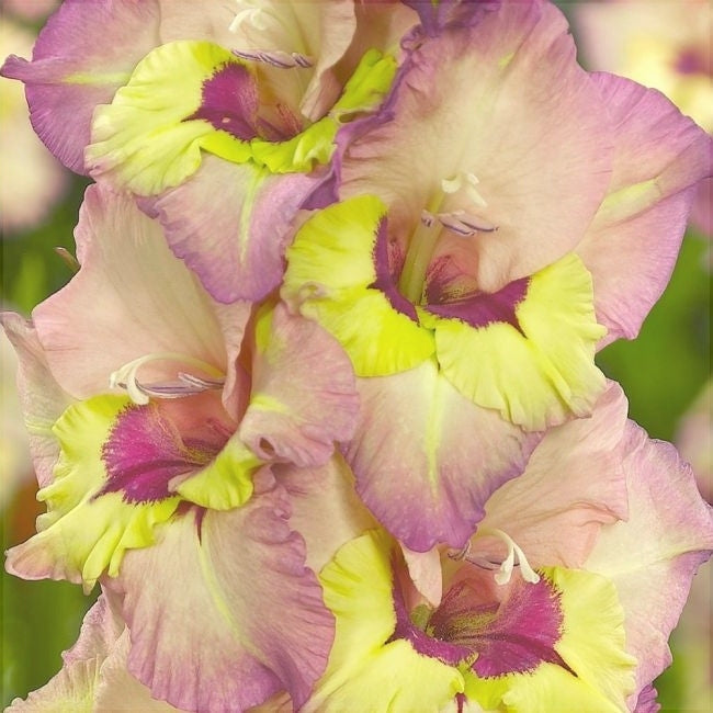 Bulbi de Gladiole "Sapporo", 5 Bucati