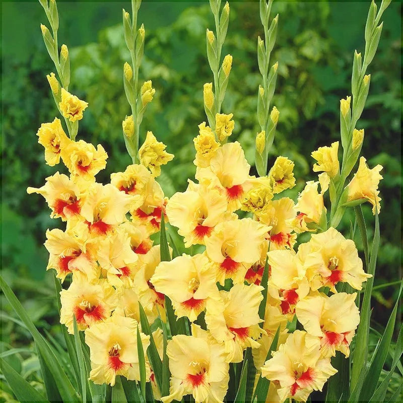 Bulbi de Gladiole "Stereo", 5 Bucati